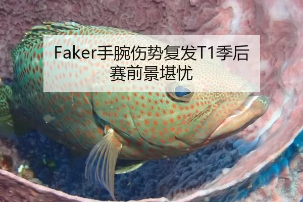 Faker手腕伤势复发T1季后赛前景堪忧